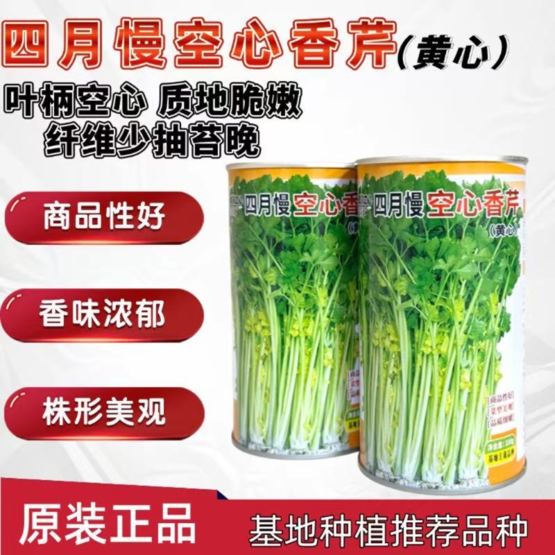四月慢黄心芹种子叶绿杆