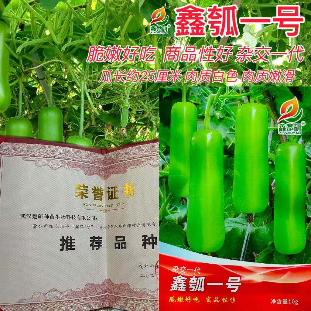 鑫瓠一号瓠瓜种子早熟高产抗病优质短瓠瓜种籽农家四季田园春秋播