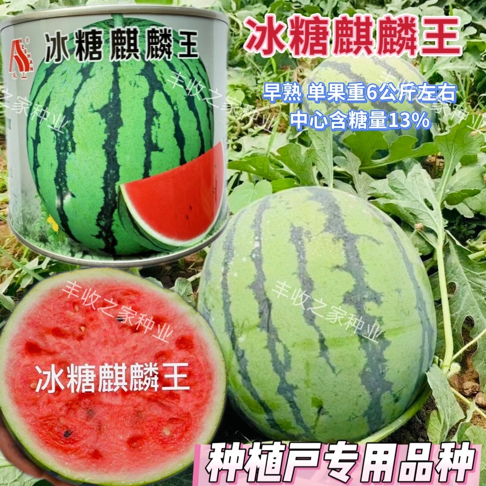 新疆冰糖麒麟王西瓜种子早熟高产抗病超甜大红瓤西瓜种籽高产