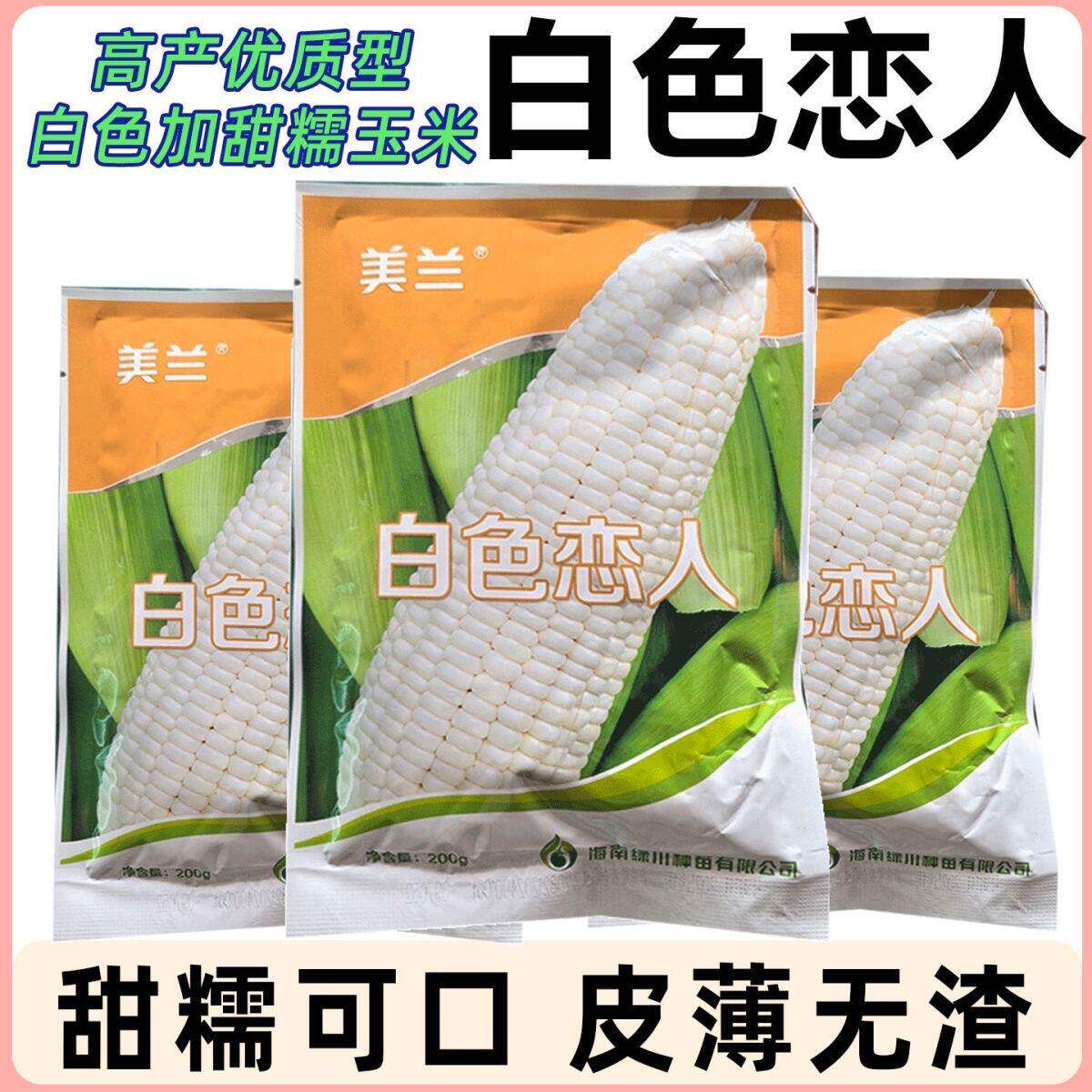 白色恋人玉米种子加甜糯白糯鲜食玉米好吃高产春播玉米种子