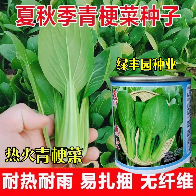 绿亨热火美帝青菜耐热耐湿不拔节图片