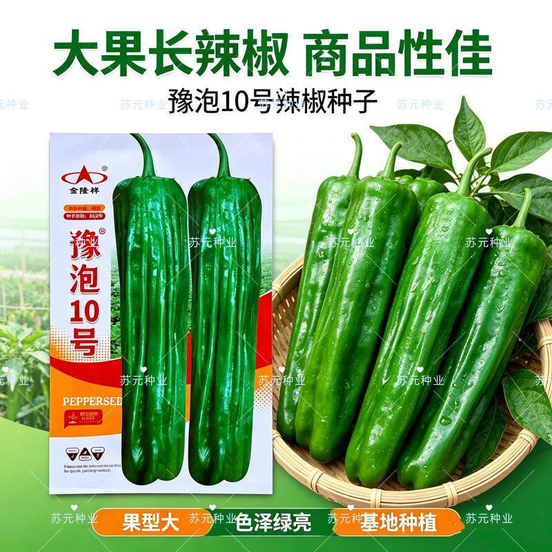 豫泡10号辣椒种子早熟杂交大果薄皮泡椒微辣长灯笼型抗病辣椒种子