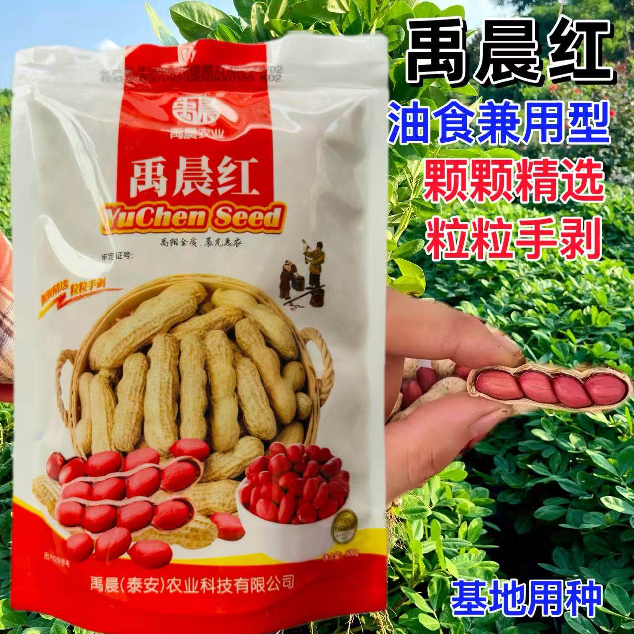 禹晨红四粒红花生种子优质早熟高产耐旱抗病春夏播种油食兼用花生