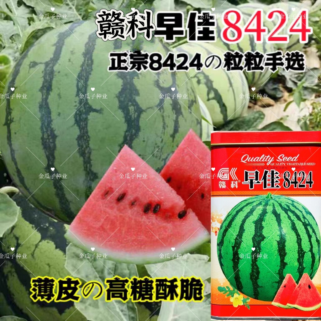 赣科早佳8424西瓜种子早
