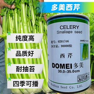 多美西芹芹菜种子脆嫩西芹实芹种籽四季播小香芹早熟耐热蔬菜种子