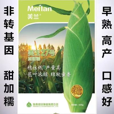 美兰美玉加甜糯27号玉米