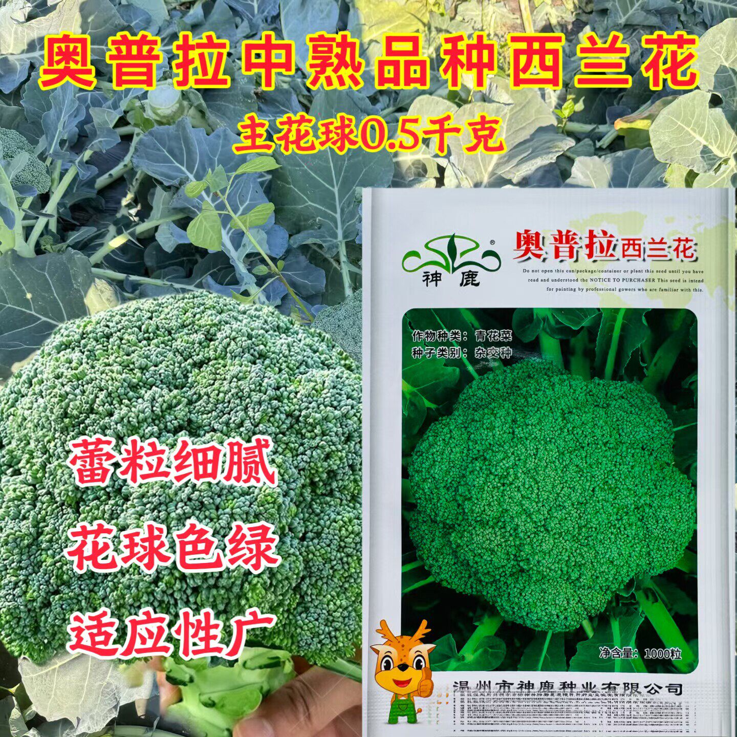 奥普拉西兰花种子中熟绿花菜花球紧密1000粒西兰花青花菜种子