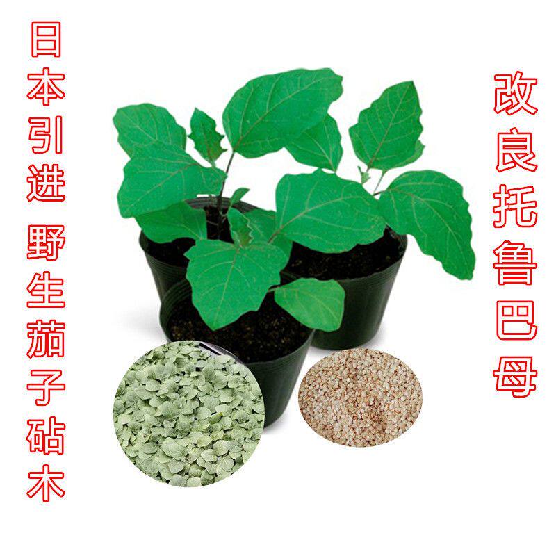 日本引进茄子嫁接专用砧木托鲁巴姆种子西红柿嫁接用四季植物包邮