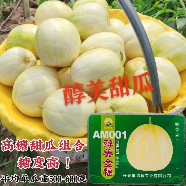 醇美金福甜瓜超甜连续座瓜耐枯萎