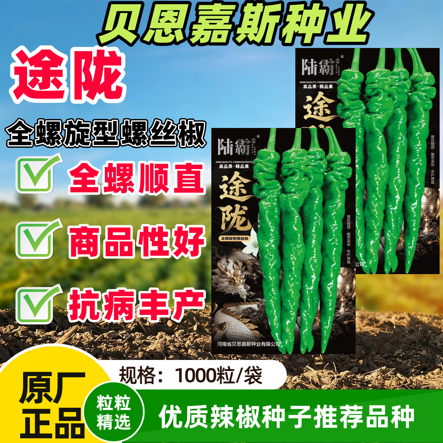途陇全螺型螺丝椒种子螺旋度好抗病高产螺丝椒陇椒种籽高螺旋