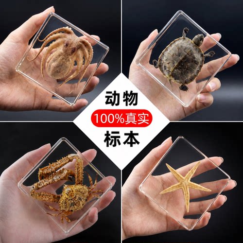 真海洋动物昆虫标本中小学教具