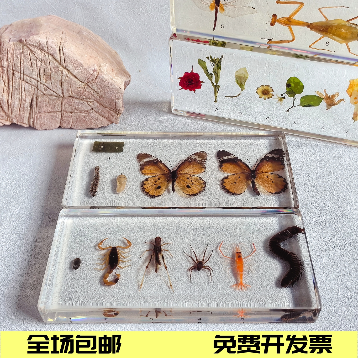 幼儿园昆虫标本动物植物昆虫生长史标本树脂昆虫生长过程六害六益