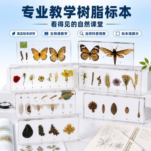 教学树脂蝴蝶标本儿童礼物