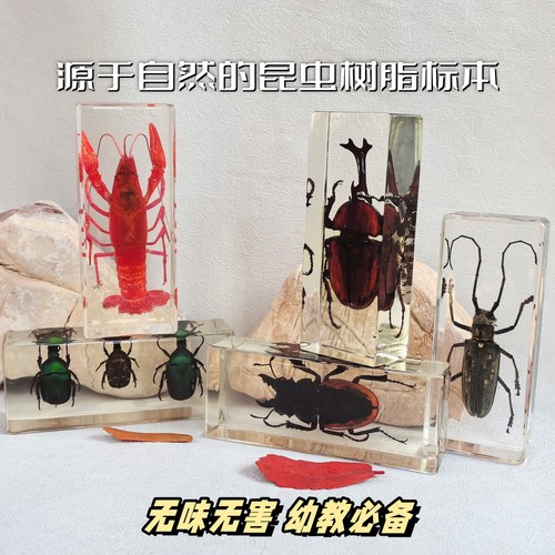 真特大号昆虫琥珀标本室内桌面摆件书镇儿童玩具生日礼物蝎子蜘蛛