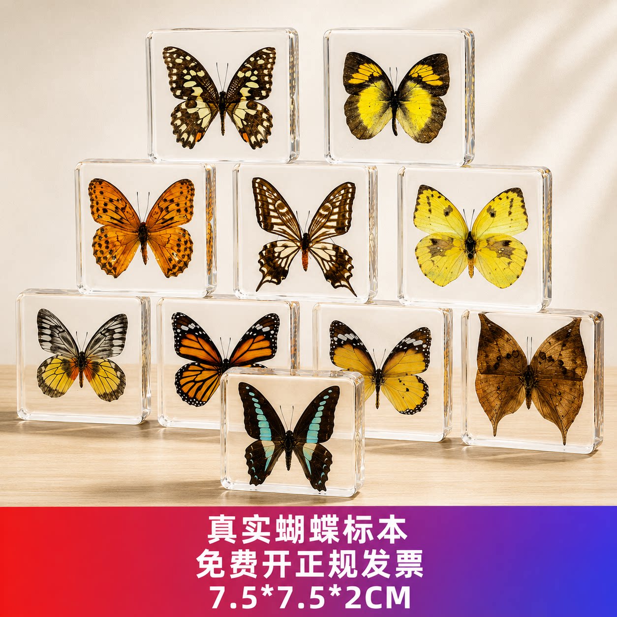 蝴蝶标本真蝴蝶琥珀昆虫标本动物标本创意生日礼物北欧风蝴蝶摆件