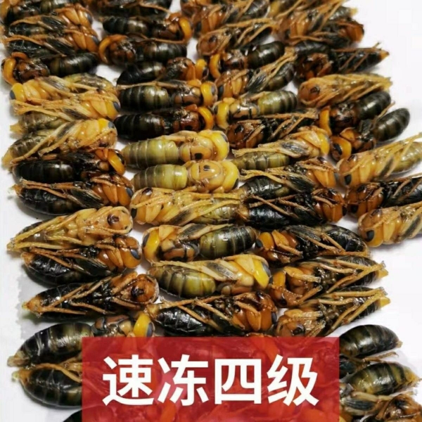 四级虎头蜂蛹野生蜂蛹鲜活冷冻油炸虎头蜂马蜂蜂蛹新鲜活蜂蛹500g