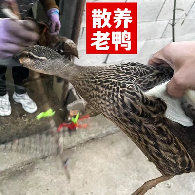 正宗农家散养老鸭溪水土鸭子新鲜鸭肉活体现杀麻鸭母鸭整鸭煲汤