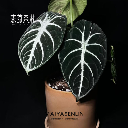 热带海芋网红绿植一帆风顺观叶