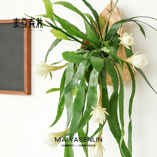 小叶昙花垂吊丛生好养净化空气