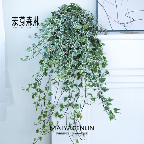 【雪莹常春藤】日本引进室内盆栽外阳台庭院吊兰爬藤绿植易养观叶