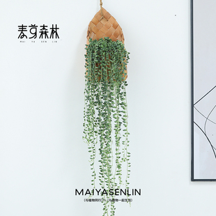 佛珠吊兰情人泪盆栽室内垂吊好养懒人多肉植物壁挂植物盆栽