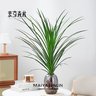 银脉剑叶海芋萨利安ins热带植物高颜值好养室内水培植物水养绿植