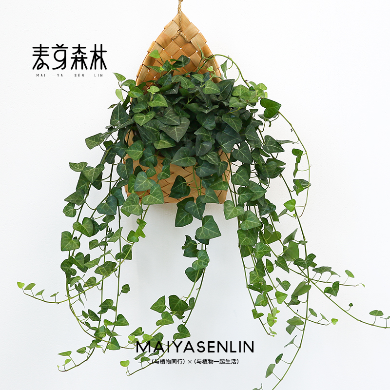 【稀有爱心常春藤】吊兰绿植盆栽观叶阳台庭院净化空气好养活植物