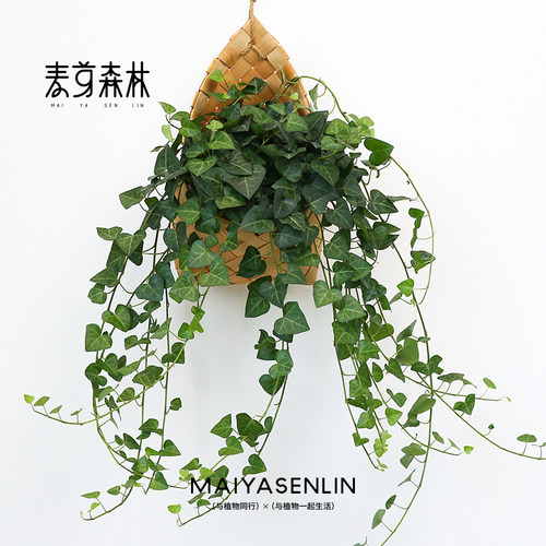 稀有心叶室内垂吊带挂篮