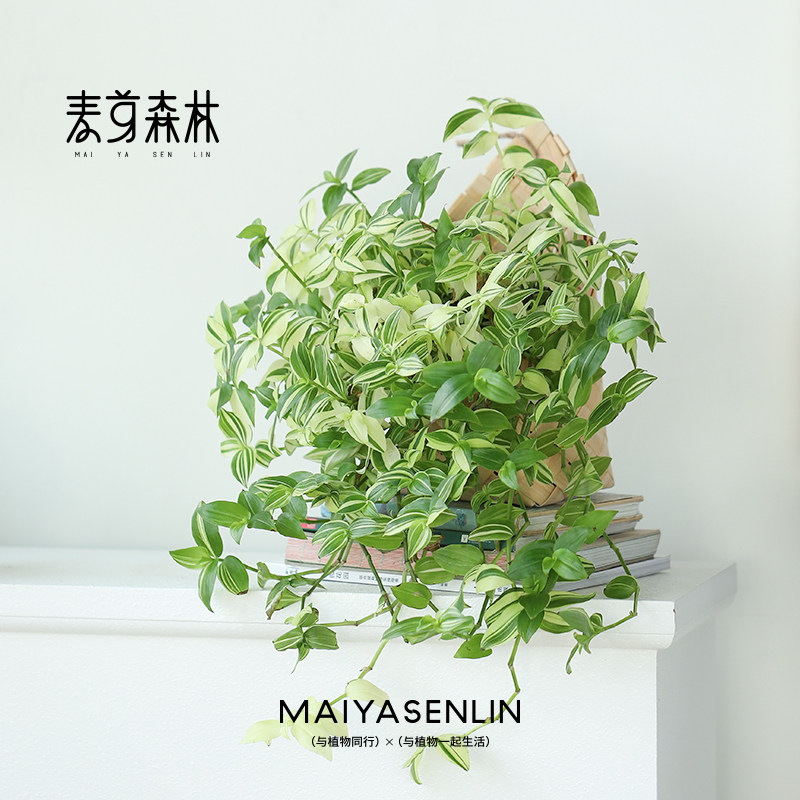 青白玉吊兰丨花卉盆栽懒人室内客厅阳台除甲醛净空气垂吊壁挂植物