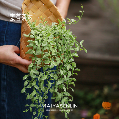 金边翡翠吊篮花篮挂墙绿植壁挂植物多肉吊兰懒人好养阳台室内盆栽