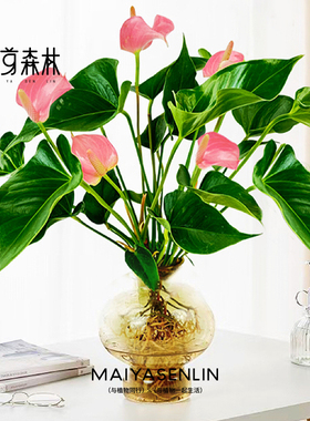 热带海芋网红绿植一帆风顺观叶室内桌面绿植好养易活盆栽四季常青