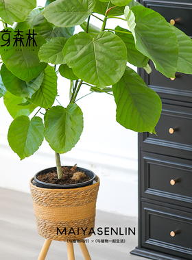 落地爱心榕丨盆栽绿色茂盛植物大叶四季好养易活型基地