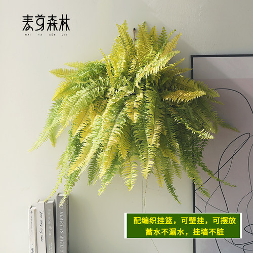 虎斑蕨小众稀有蕨客厅室内植物蕨叶观叶植物耐阴四季常绿可透水养