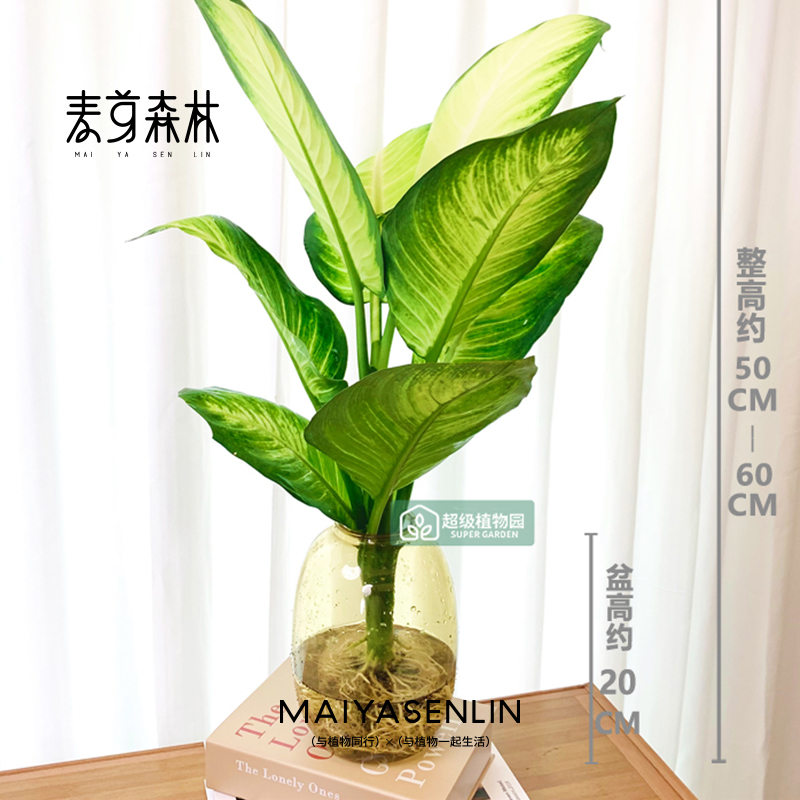 水培玛丽安盆栽室内观叶绿植客厅耐阴净化空气办公室四季好养植物