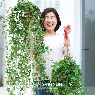 枫叶爆款丨常春藤爬藤垂吊绿植观叶春季精选四季生长常青枝条花园