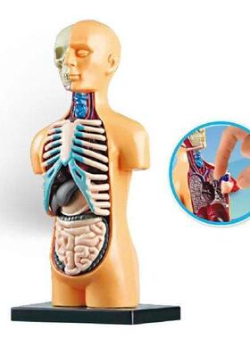 Science Human Body Torso Model Demonstration DIY Toys Lab