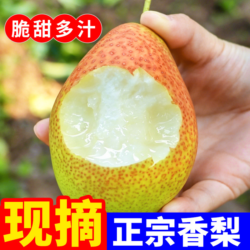 当季红香酥梨新鲜水果香梨整箱10斤脆甜皮薄梨子5斤包邮源自新疆