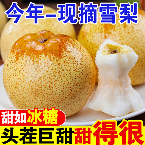 特级雪梨水果新鲜现摘正宗雪花梨河北赵县整箱梨子大果当季包邮