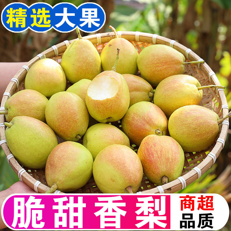 正宗红香酥梨现摘香梨新鲜水果薄皮脆甜多汁梨子整箱批发孕妇包邮