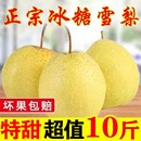 正宗河北雪花梨3 10斤 包邮 新鲜水果梨子脆甜多 当季 冰糖雪梨