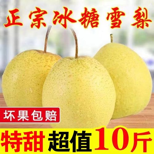 【冰糖雪梨】正宗河北雪花梨3/5/10斤包邮当季新鲜水果梨子脆甜多