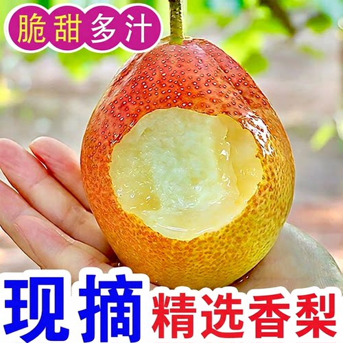 正宗红香酥梨当季现摘脆甜多汁梨子酥梨香梨孕妇新鲜水果整箱包邮