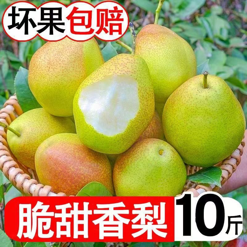 现摘香梨当季新鲜水果梨子整箱新鲜红香酥梨脆甜新疆酥梨雪梨包邮