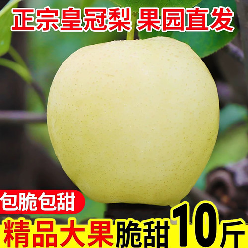 正宗特级河北皇冠梨新鲜梨子整箱包邮应季水果薄皮润肺脆甜雪梨子