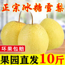 包邮 新鲜梨子水果一整箱 河北赵县雪花梨冰糖雪梨应季 正宗雪梨