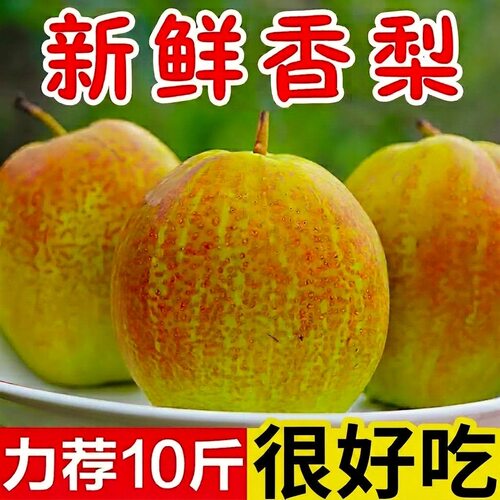 脆甜正宗红香酥梨源自新疆香梨应季新鲜水果梨子批发脆甜薄皮酥梨