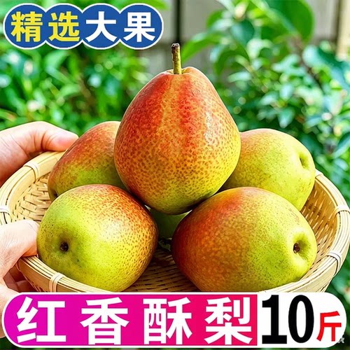 【新果】正宗红香酥梨新鲜当季薄皮水果脆甜七号香梨雪梨整箱包邮