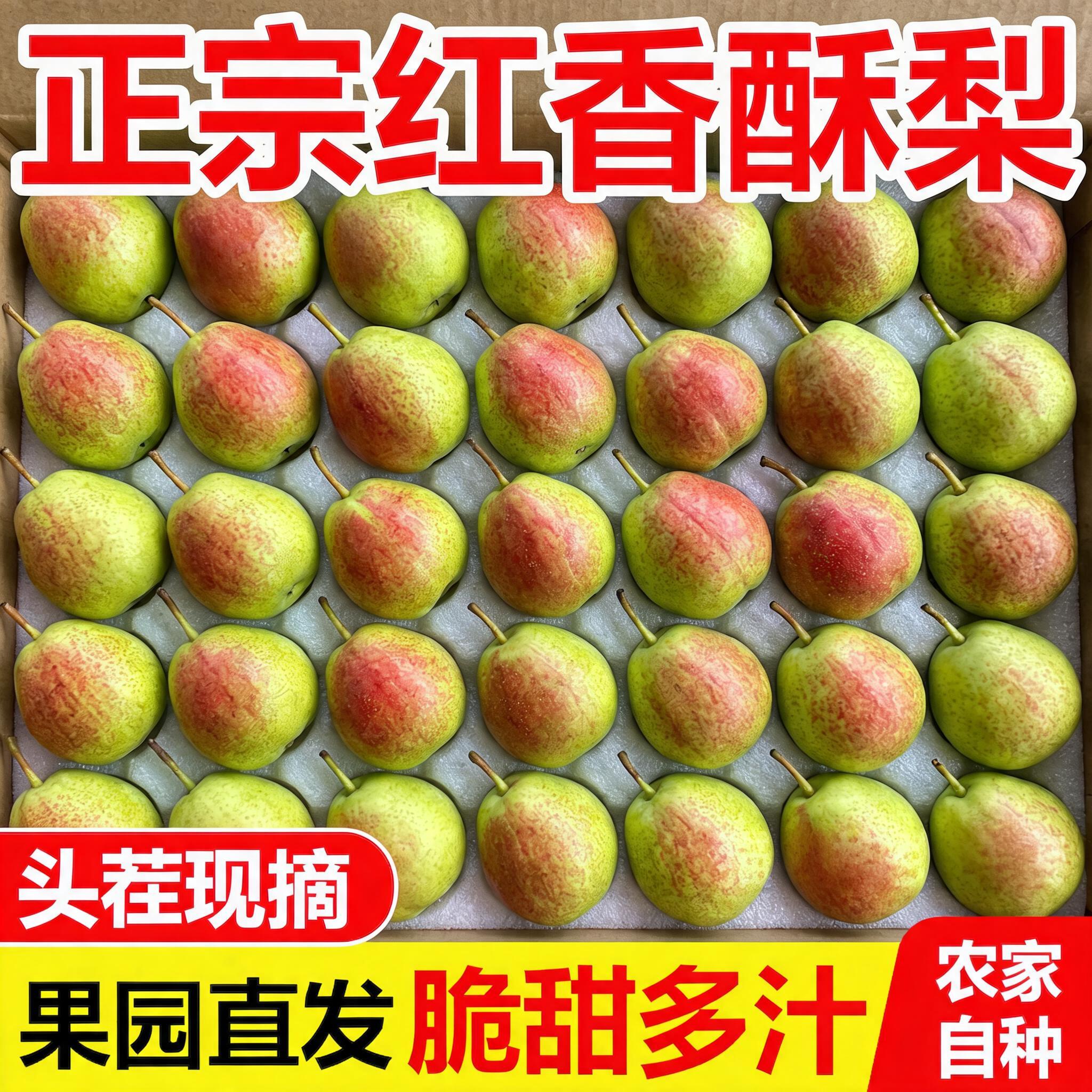 正宗红香酥梨头茬当季现摘香梨7号梨子脆甜特产新鲜水果整箱包邮