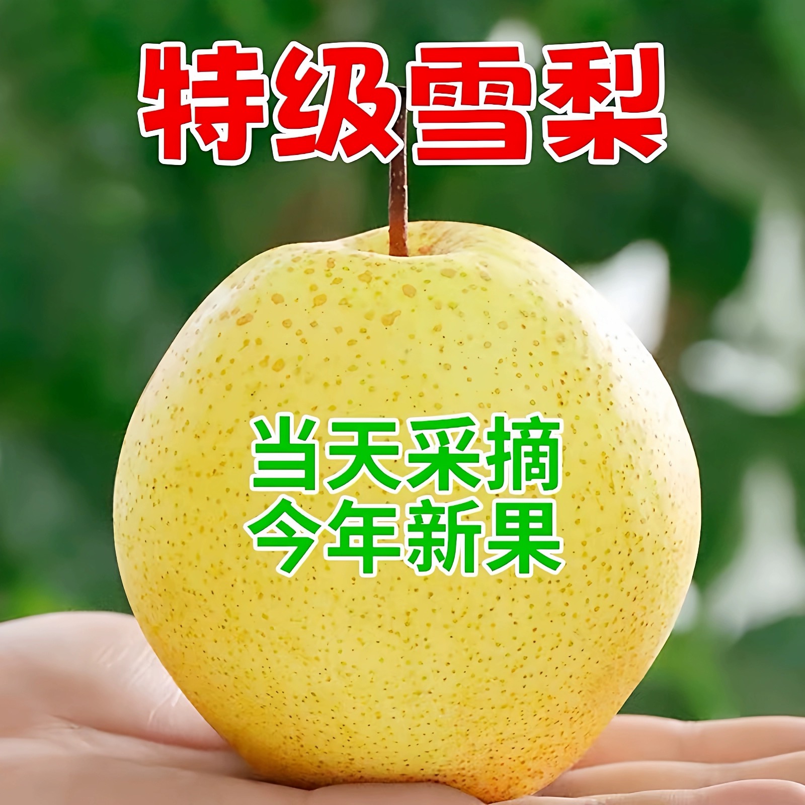 【产地直发】河北正宗雪梨当季新鲜水果3斤5斤10斤包邮冰糖雪花梨