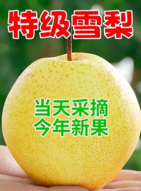 【产地直发】河北正宗雪梨当季新鲜水果3斤5斤10斤包邮冰糖雪花梨